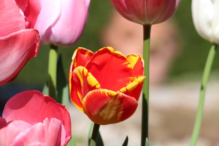 Le cliché du week-end ► Tulipes à Meaux