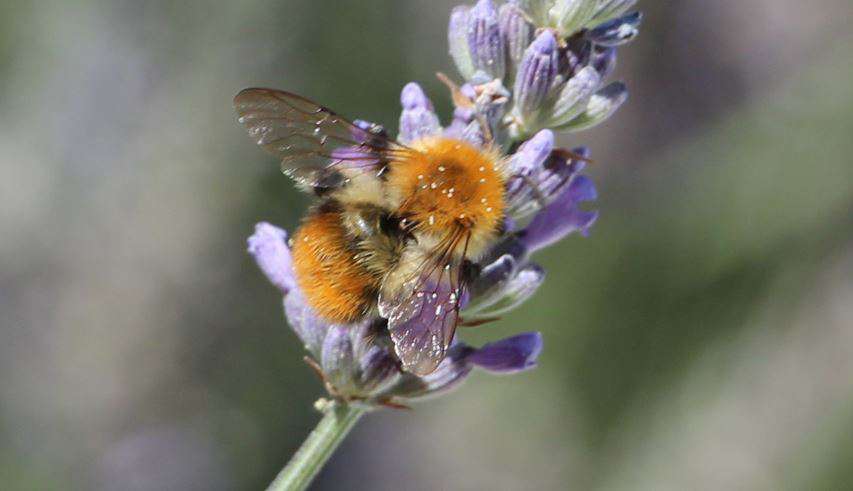 Une abeille, vue de dessus, butine les fleurs de lavande. Quelques grains de pollen se sont accrochés à ses poils sur le dos tandis qu'elle s'était enfoncée dans la corolle d'une fleur d'althéa. 