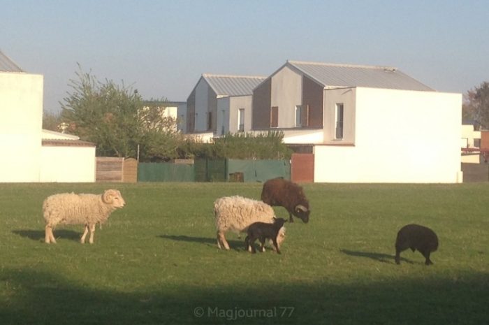 Mitry-Mory ► Moutons tourmentés dans l’éco-pâturage : deux agneaux morts-nés