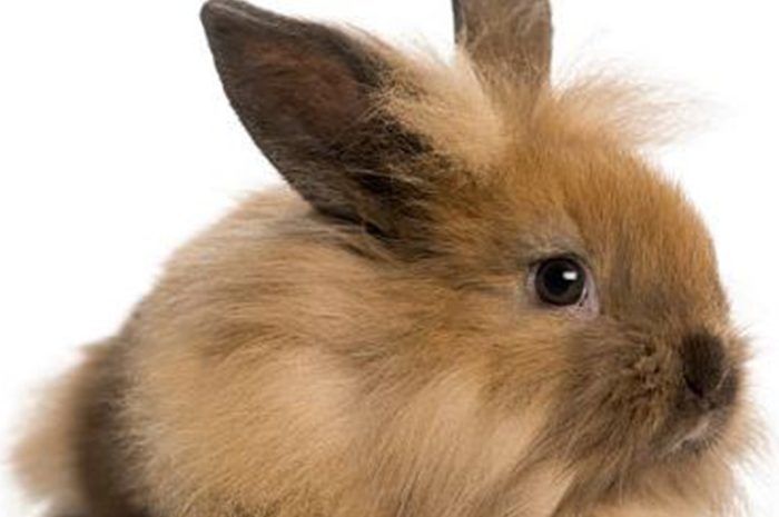 Animaux ► L’association One Voice veut faire interdire l’épilation à vif des lapins angora : son recours a été rejeté par le Conseil d’Etat