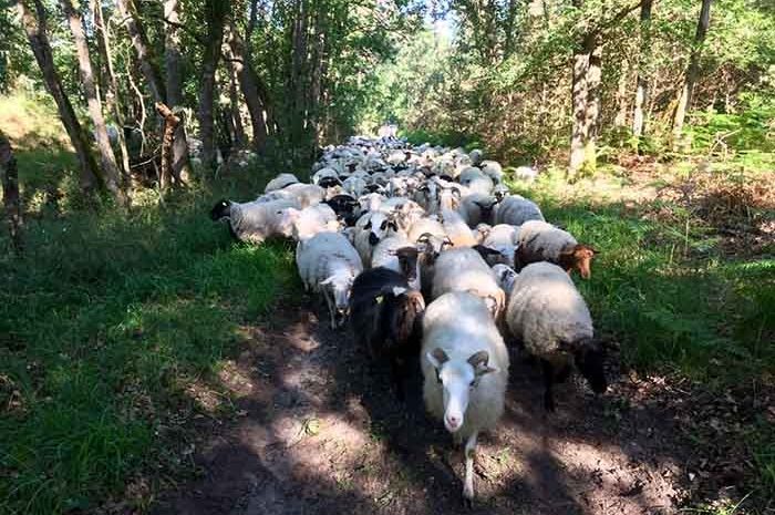 Fontainebleau ► Des moutons s’installent dans la forêt