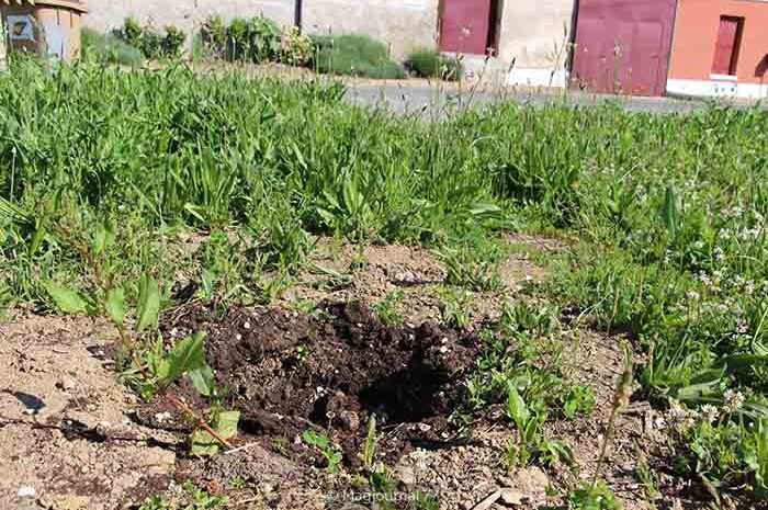 Boutigny ► « Honteux » : les cyprès commémorant la mort des soldats martiniquais ont été volés