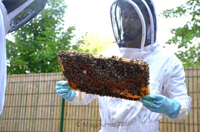 Compans ► Rucher municipal : la troisième récolte de l’année apicole donne un miel toutes fleurs de bonne qualité [Vidéo]