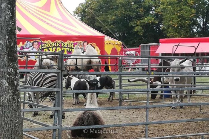 Lizy-sur-Ourcq ► L’Installation d’un cirque avec des animaux provoque la colère du maire 