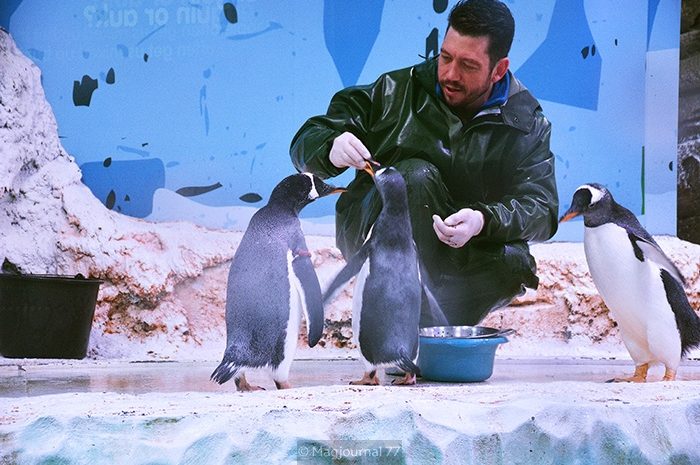 Serris ► L’aquarium Sea Life présente ses animations de fin d’année 