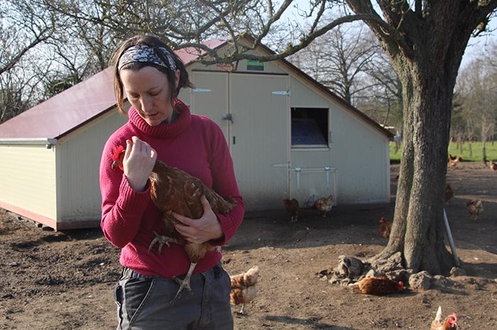 Boutigny ► Les voleurs emportent deux-cents poules pondeuses « bio » [Vidéo]