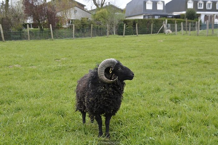 Conches-sur-Gondoire ► Eco-pâturage : vingt moutons d’Ouessant volés