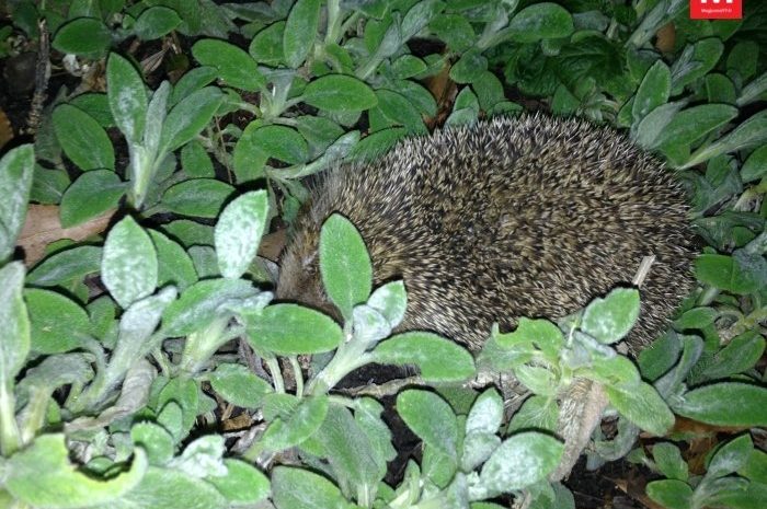 Bailly-Romainvilliers ► Village Nature accueille un nouveau genre de vacanciers : des hérissons