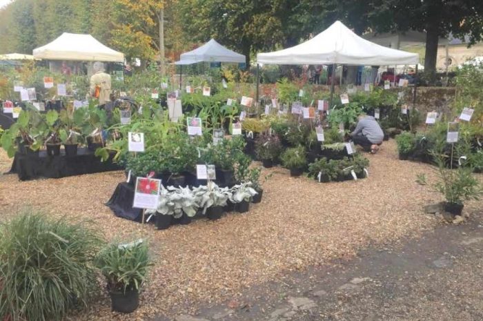 Courtry ► Pour la première fois, la foire aux fleurs et aux plantes