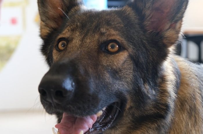 Lognes ► L’association des chiens guides d’aveugles offre un berger allemand à une habitante malvoyante