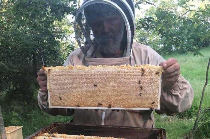 Villeneuve-sous-Dammartin ► Chez ECT, les abeilles ont leur royaume