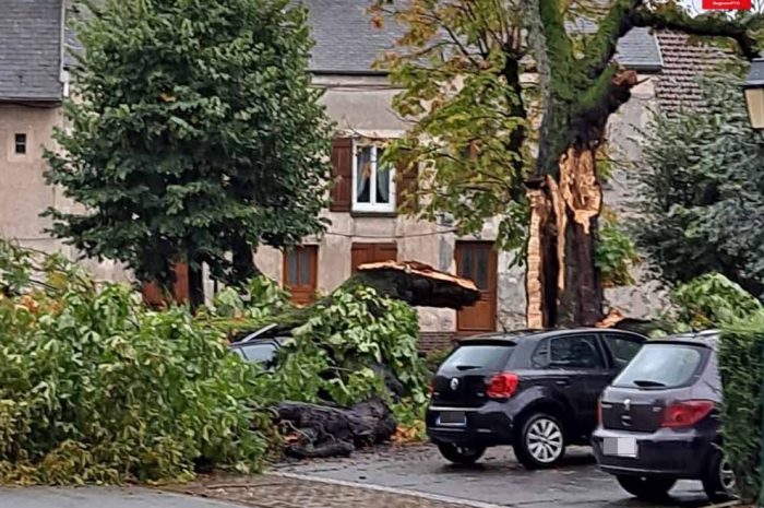 Monthyon ► [Vidéo] Vents violents : le marronnier centenaire du village s’est abattu sur des voitures