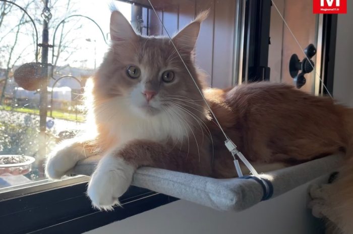 Serris ► Le chat Racaille est devenu la coqueluche d’Instagram