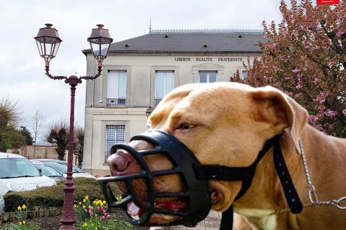 Saint-Mard ► Attaque de chien : un arrêté du maire prend des mesures « drastiques » de répression