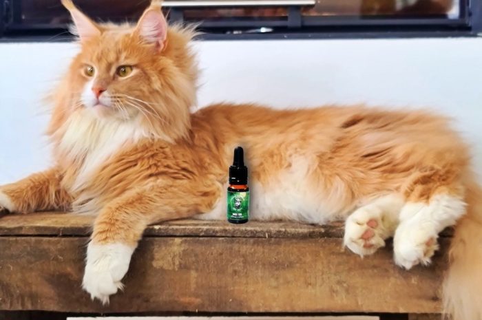 Serris ► [Vidéo] Racaille, le chat Maine coon influenceur sur Instagram, devient l’ambassadeur d’un produit CBD