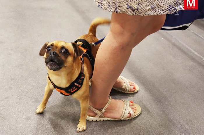 Meaux ► [Vidéo] Premier salon : l’association Ani’Meaux se consacre au bien-être animal