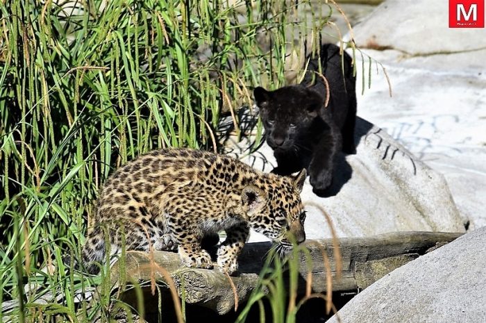 Crécy-la-Chapelle ► [Vidéo] Parrot World : deux bébés jaguars sont nés au parc animalier
