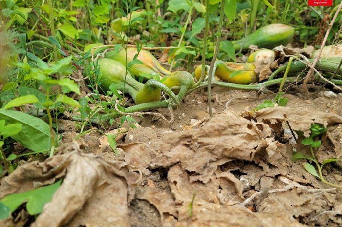 Seine-et-Marne ► La sécheresse gagne : rivières et nappes d’eau souterraine atteignent le seuil d’alerte