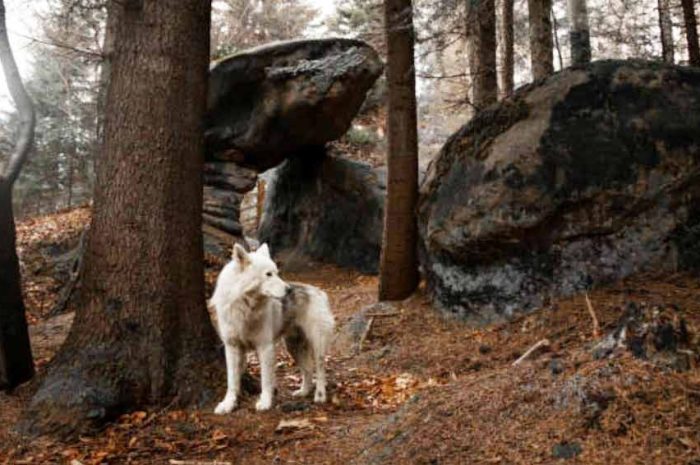 Seine-et-Marne ► Animal renversé par une voiture en forêt de Fontainebleau : il s’agirait bien d’un loup