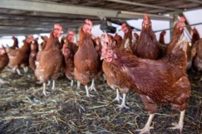 Seine-et-Marne ► Grippe aviaire : des oiseaux sauvages infectés
