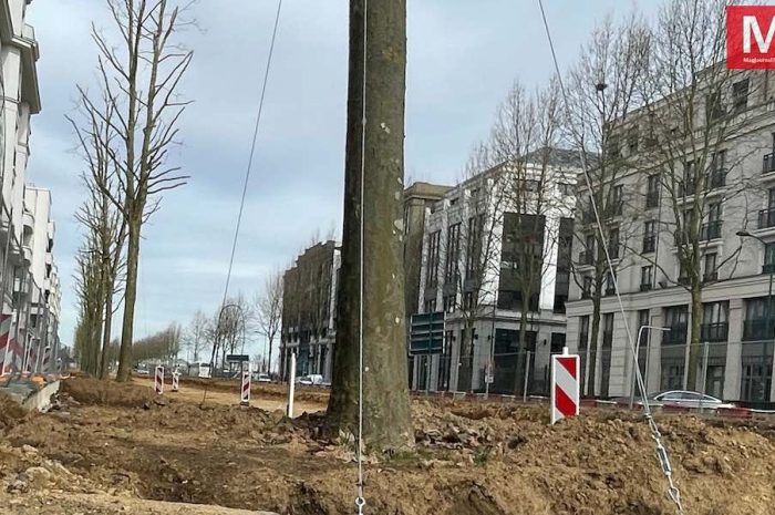 Chessy ► Soixante-six arbres ont été transplantés sur l’avenue Hergé 