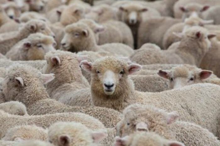 Seine-et-Marne ► Aïd al-Adha : deux abattoirs et deux centres de rassemblement de moutons seront en activité