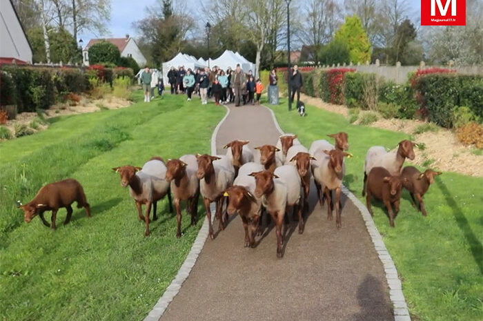 Bailly-Romainvilliers ► [Vidéo] Printanières et mini transhumance : les moutons ont rejoint leurs pâturages