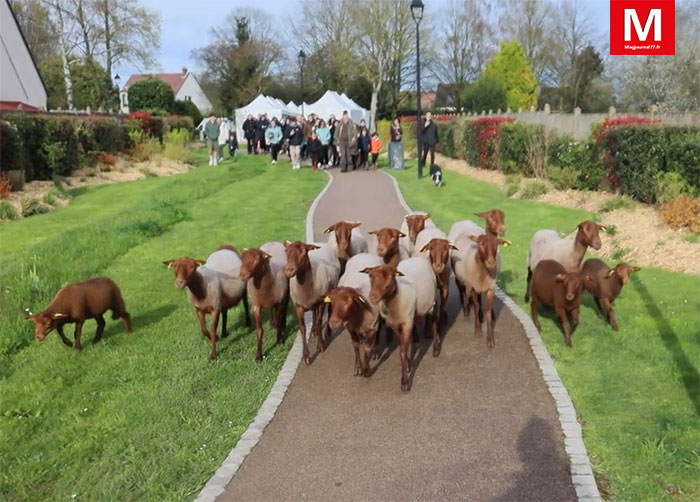 Bailly-Romainvilliers [Vidéo] - Printanières et mini transhumance : les moutons ont rejoint leurs pâturages