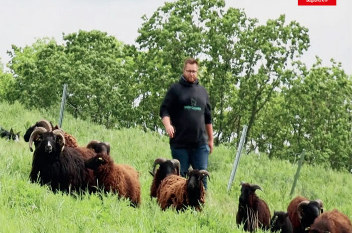 Crégy-lès-Meaux ► [Vidéo] Eco-pâturage, une décision technique et économique : moutons d’Ouessant et moutons du Cameroun nettoient un terrain de 4 hectares