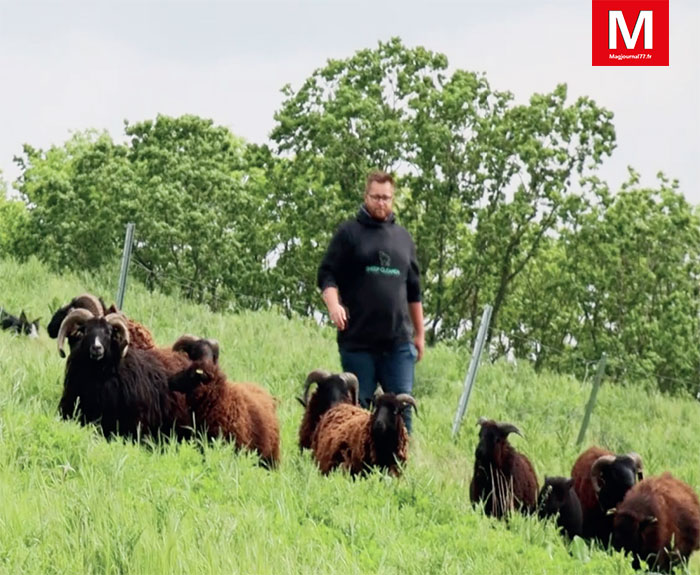 Crégy-lès-Meaux [Vidéo] - Eco-pâturage, une décision technique et économique : moutons d'Ouessant et moutons du Cameroun nettoient un terrain de 4 hectares