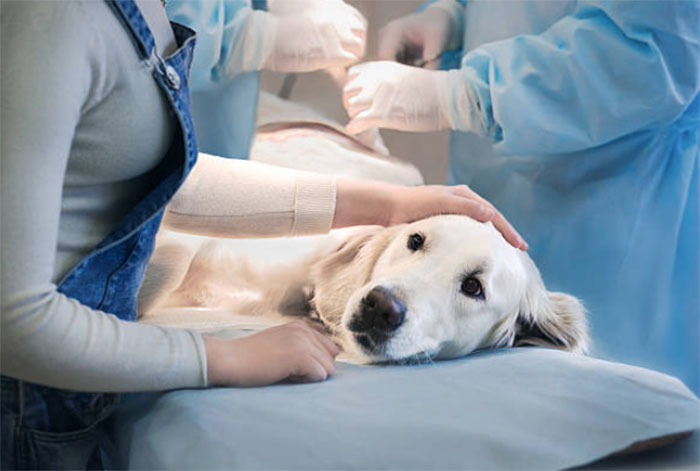 Santé animale : Gare aux fêtes de Noël, parfois dangereuses pour les compagnons à quatre pattes